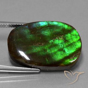 amolita Multicolor natural de 16.23 ct, Elegante, Opaco