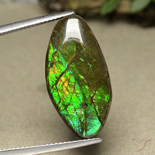 12.62ct Natural Multicolor amolita, Elegante, Opaco