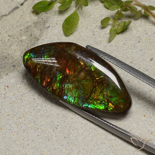 20.58ct Natural Multicolor amolita, Elegante, Opaco