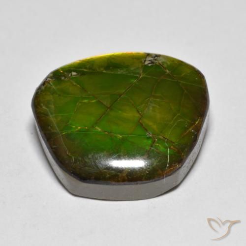 amolita Multicolor natural de 11.20 ct, Elegante, Opaco