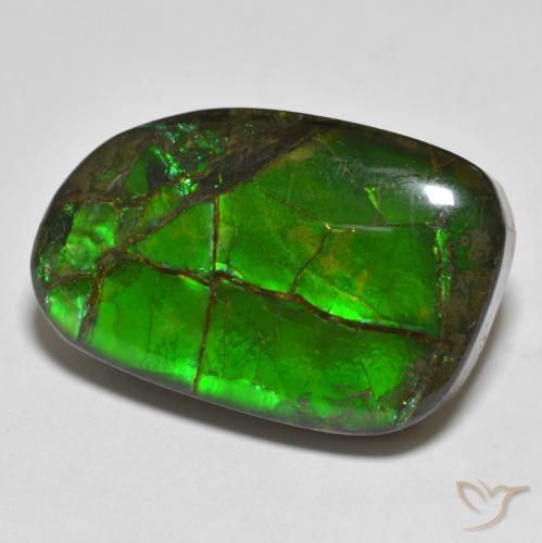 amolita Multicolor natural de 16.43 ct, Elegante, Opaco