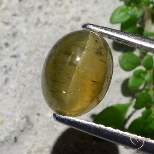 2.16ct Natural Amarillo medio Apatita Ojo de Gato, Ovalada, Translúcido
