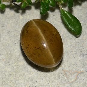 Apatita Ojo de Gato Marrón cálido natural de 3.10 ct, Ovalada, Translúcido
