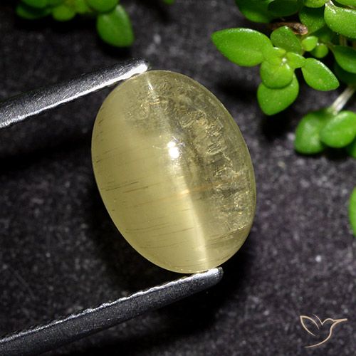 3.09ct Natural Amarillo medio Apatita Ojo de Gato, Ovalada, Transparente