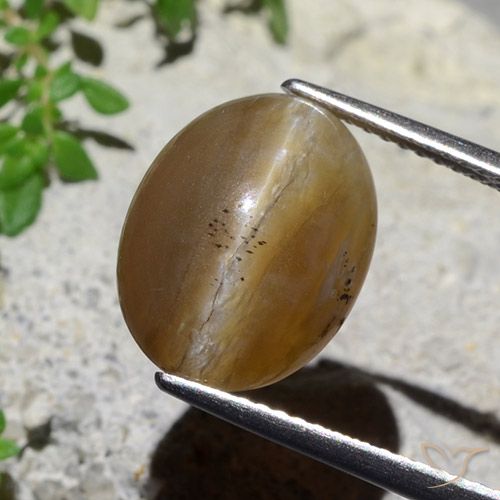 5.89ct Natural Marrón medio Ópalo ojo de gato, Ovalada, Translúcido