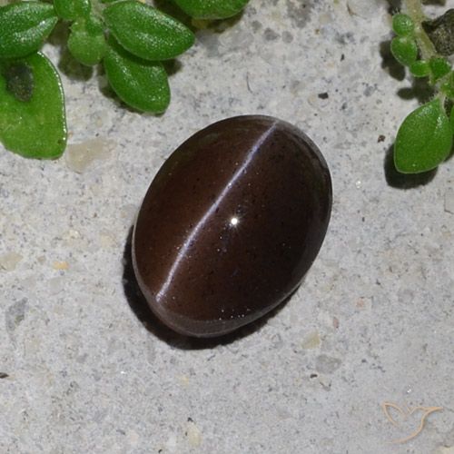 1.23ct Natural Marrón chocolate Escapolita Ojo de Gato, Ovalada, Translúcido