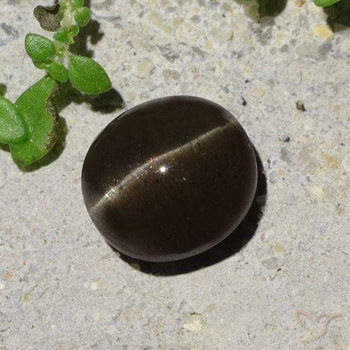 2.64ct Natural Marrón negruzco Escapolita Ojo de Gato, Ovalada, Translúcido