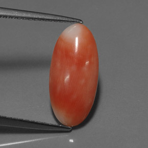 Coral rosa natural de 2,55 ct, corte óvalo, opaco