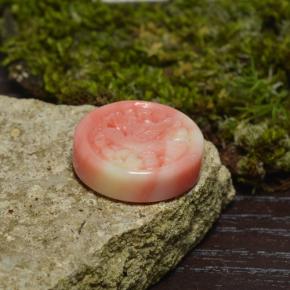 Coral multicolor natural de 12,62 ct, forma elegante, opaco