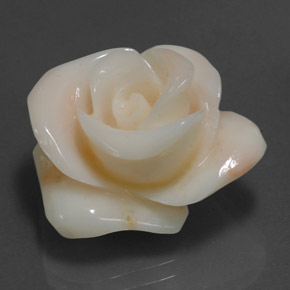 Coral crema natural de 18,54 ct, forma elegante, opaco