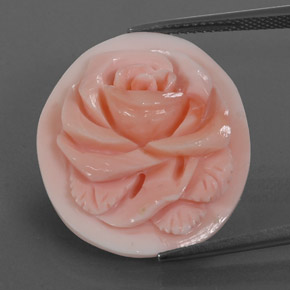 Coral rosa natural de 15,77 ct, forma elegante, opaco