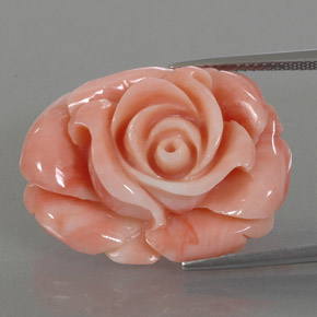 Coral multicolor natural de 22,59 ct, forma elegante, opaco