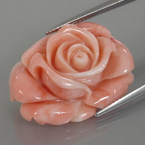 Coral multicolor natural de 22,59 ct, forma elegante, opaco