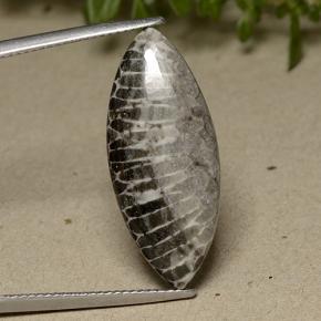 Coral gris natural de 11,37 ct, marquesa, opaco