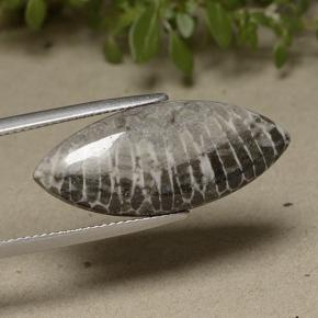 Coral gris natural de 11,37 ct, marquesa, opaco