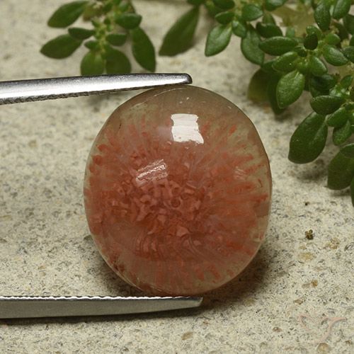 9.34ct Natural Multicolor Coral, Ovalada, Translúcido