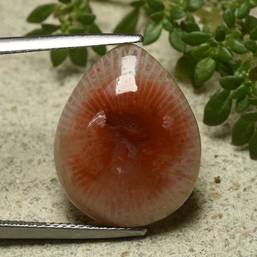 11.86ct Natural Multicolor Coral, En forma de pera, Translúcido