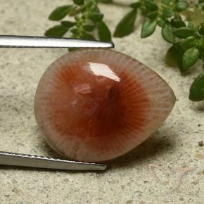 Coral Multicolor natural de 11.86 ct, En forma de pera, Translúcido