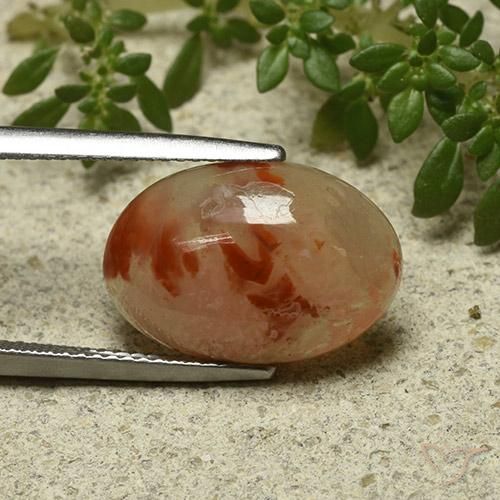 Coral Multicolor natural de 6.87 ct, Ovalada, Translúcido