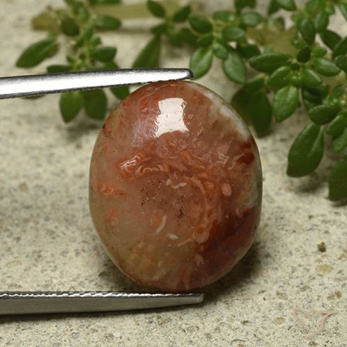 9.58ct Natural Multicolor Coral, Ovalada, Translúcido, Photo A