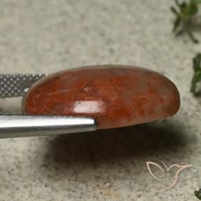 Coral Multicolor natural de 14.74 ct, Ovalada, Opaco