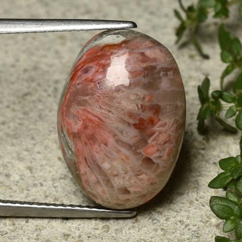 Coral multicolor natural de 10,62 ct, corte óvalo, opaco