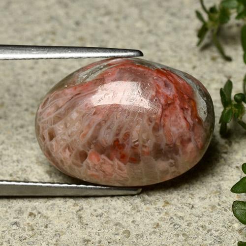 Coral multicolor natural de 10,62 ct, corte óvalo, opaco