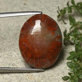 Coral Multicolor natural de 12.59 ct, Corte Óvalo, Opaco