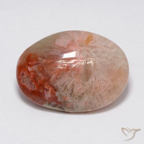 Coral Multicolor natural de 8.90 ct, Ovalada, Opaco