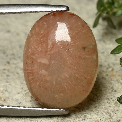 7.45ct Natural Multicolor Coral, Ovalada, Translúcido, Photo A