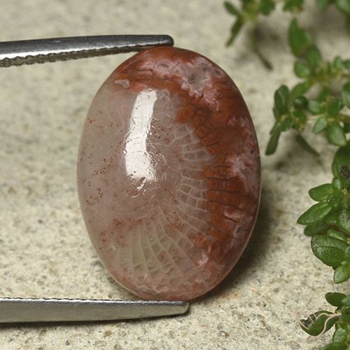 8.52ct Natural Multicolor Coral, Ovalada, Translúcido