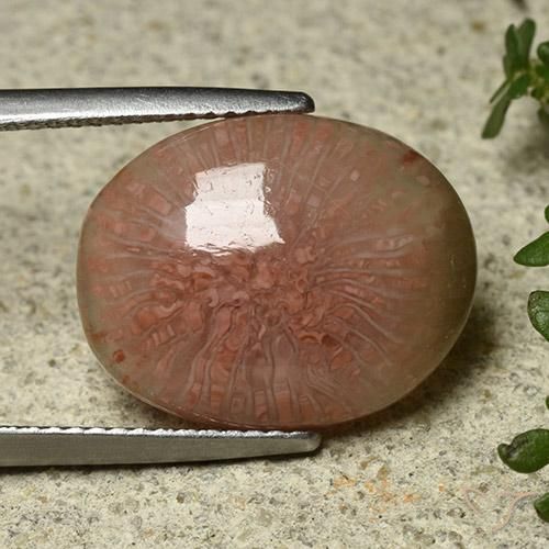 Coral Multicolor natural de 7.81 ct, Ovalada, Translúcido