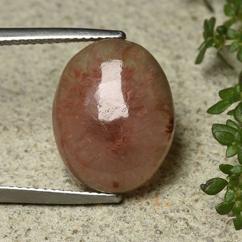 8.30ct Natural Multicolor Coral, Ovalada, Translúcido
