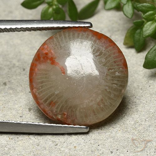 7.80ct Natural Multicolor Coral, Redondo, Opaco