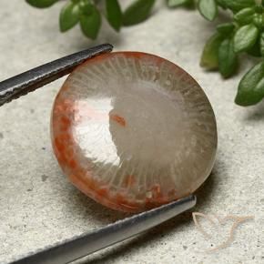 Coral Multicolor natural de 7.80 ct, Redondo, Opaco