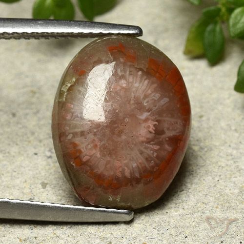 7.03ct Natural Multicolor Coral, Ovalada, Opaco