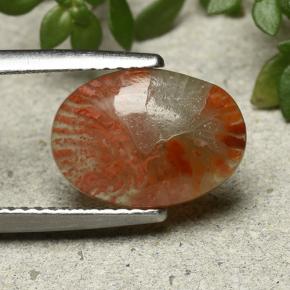 Coral Multicolor natural de 2.54 ct, Corte Óvalo, Translúcido