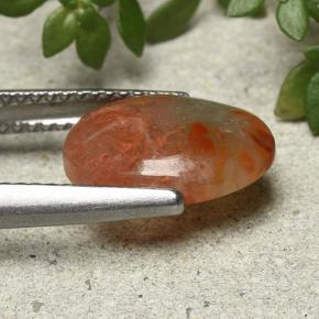 Coral Multicolor natural de 2.54 ct, Corte Óvalo, Translúcido