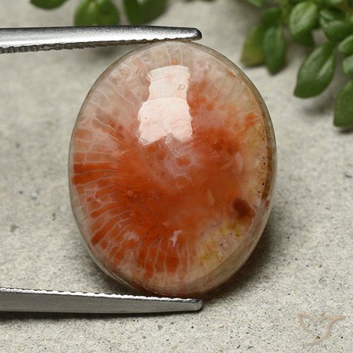 13.21ct Natural Multicolor Coral, Ovalada, Opaco