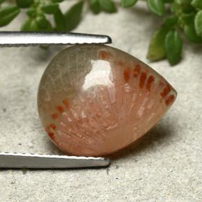 Coral Multicolor natural de 5.26 ct, En forma de pera, Translúcido