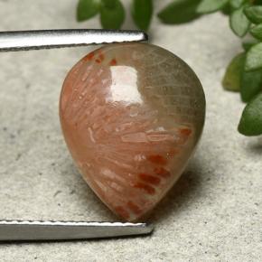 Coral Multicolor natural de 5.26 ct, En forma de pera, Translúcido