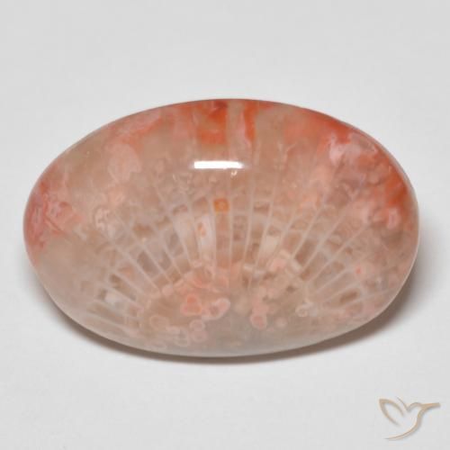 11.96ct Natural Multicolor Coral, Ovalada, Opaco