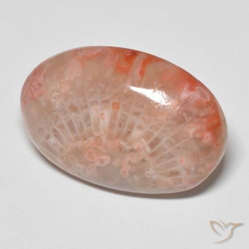 Coral Multicolor natural de 11.96 ct, Ovalada, Opaco