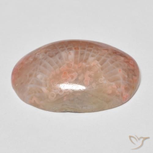Coral Multicolor natural de 11.96 ct, Ovalada, Opaco