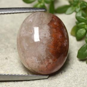 Coral Multicolor natural de 12.54 ct, Corte Óvalo, Translúcido