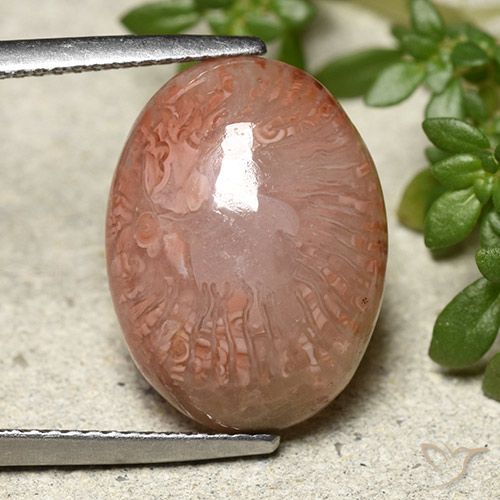 9.24ct Natural Multicolor Coral, Ovalada, Translúcido