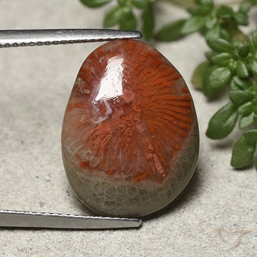 8.92ct Natural Multicolor Coral, Elegante, Opaco