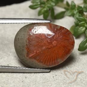Coral Multicolor natural de 8.92 ct, Elegante, Opaco