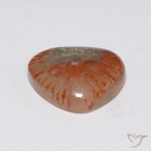 Coral Multicolor natural de 7.59 ct, Elegante, Translúcido