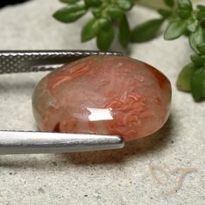 Coral Multicolor natural de 6.86 ct, Ovalada, Translúcido